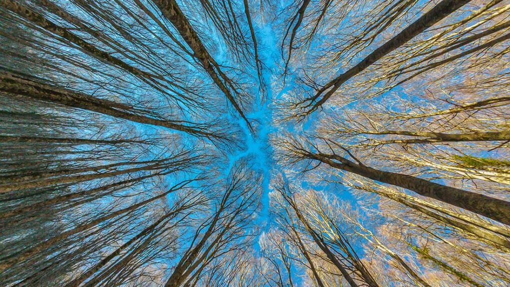 DJI_0308-2-Faggeta-Di-Monte-Cavallo-In-Marsico-Nuovo-30-12-2021